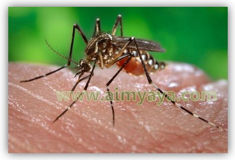 Cara Mengatasi Chikungunya